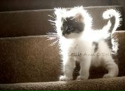 Фотография Михайлов Александр