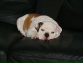 Фотография Сурмина Даниила