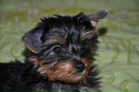 Фотография Козлов Дмитрий