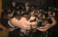 Фотография Петровской Иришки