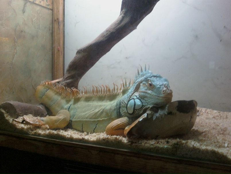 Алексей Орлов фото №1