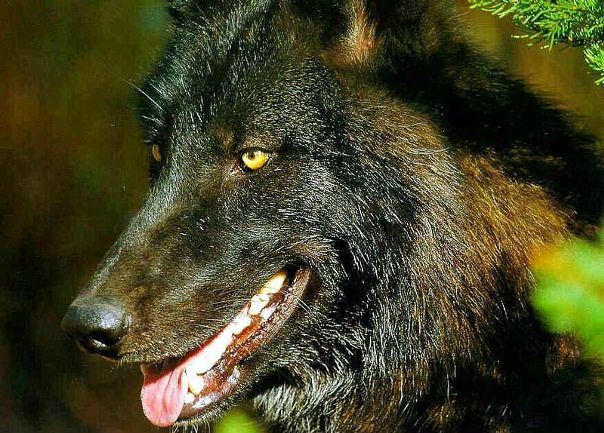 Ars Wolf фото №12