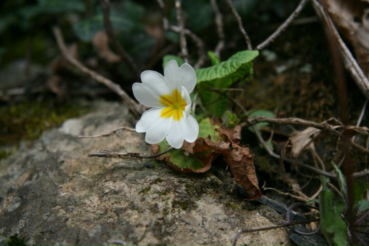 Дмитрий Полянский фотография #27