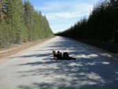 Фотография Медвежовой Анастасии