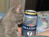 Роман Киреев фотография #38 (источник - https://vk.com/id2910844)