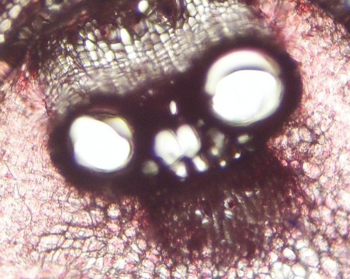 Саха Герман фотография #23