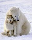Фотография Шайхиевой Альфии