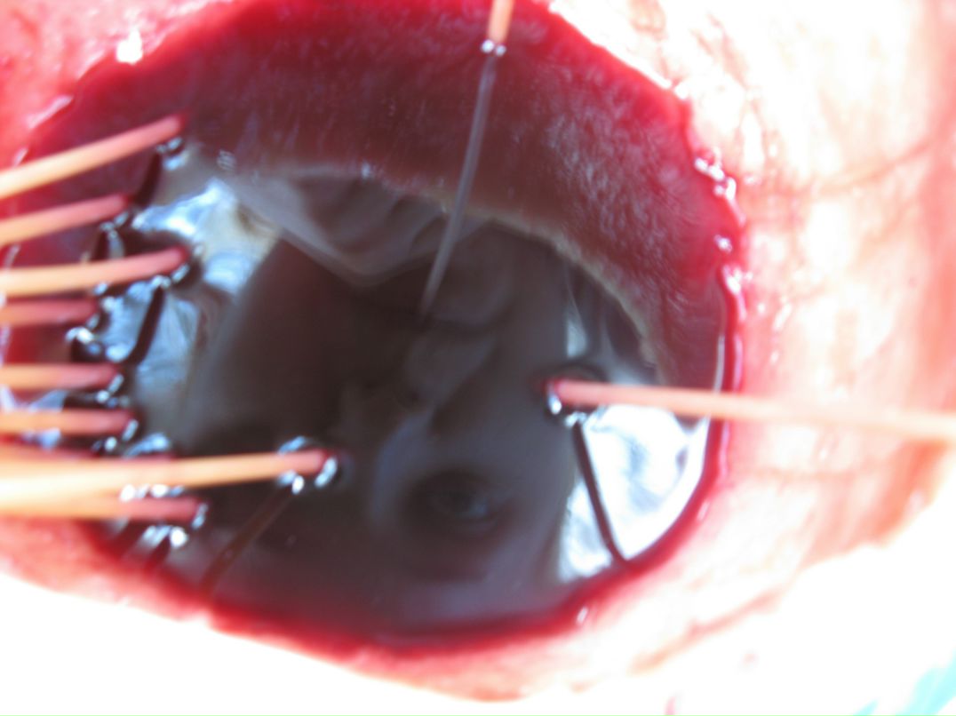 Cucumber Jam фотография #30