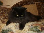 Дюрі Масяк фотография #6 (источник - https://vk.com/id19779231)