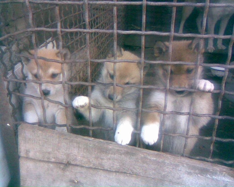 Саня Романенко фотография #13