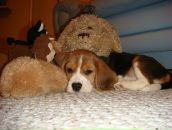 Фотография Дизера Николая