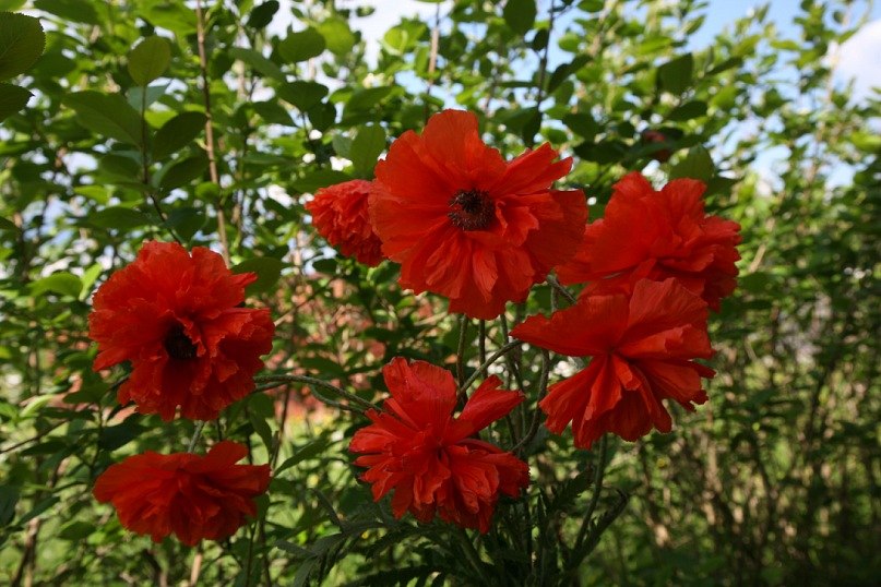 Елена Полеченко фотография #20