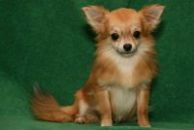 Фотография Стародворской Нины