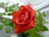 Фотография Мелентьевой Екатерины