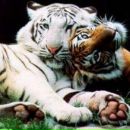 Фотография Строева Алексея