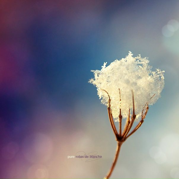 Snow Flake фото №1
