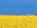 Джан Воедінович фотография #16 (источник - https://vk.com/id136879939)