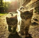 Юлія Фурів фотография #18 (источник - https://vk.com/id148132069)