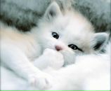 Фотография Цой Кристины