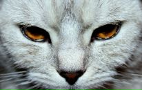 Фотография Спектор Анны