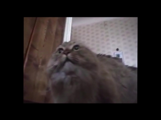 Говорящий кот