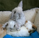 Надія Шевчук фотография #35 (источник - https://vk.com/id175139265)