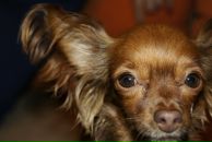 Фотография Семеновой Ани