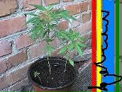 Андрій Нєвєров фотография #26 (источник - https://vk.com/id103296171)