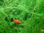 Dathim Origin фотография #49 (источник - https://vk.com/id2932718)