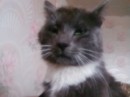 Кот =) фотография #5 (источник - https://vk.com/id89873718)