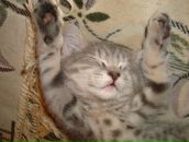 Фотография Семенченко Юлии