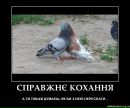 Ігор Пришляк фотография #42 (источник - https://vk.com/id21111793)