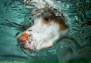 Фотография Махно Нестора