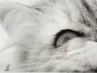 Берта °•..kitty..•° фотография #5 (источник - https://vk.com/id151790863)