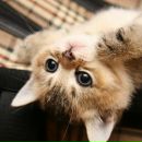 Ірина Бубін фотография #14 (источник - https://vk.com/id58029131)