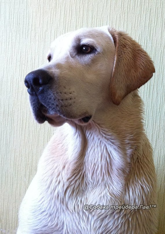 Клайд Собакин фотография #48