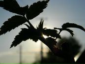 Іван Бакуш фотография #28 (источник - https://vk.com/id49792389)