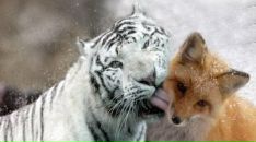 Фотография Старостин Александр