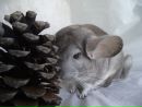 Фотография Вишневская Юлия