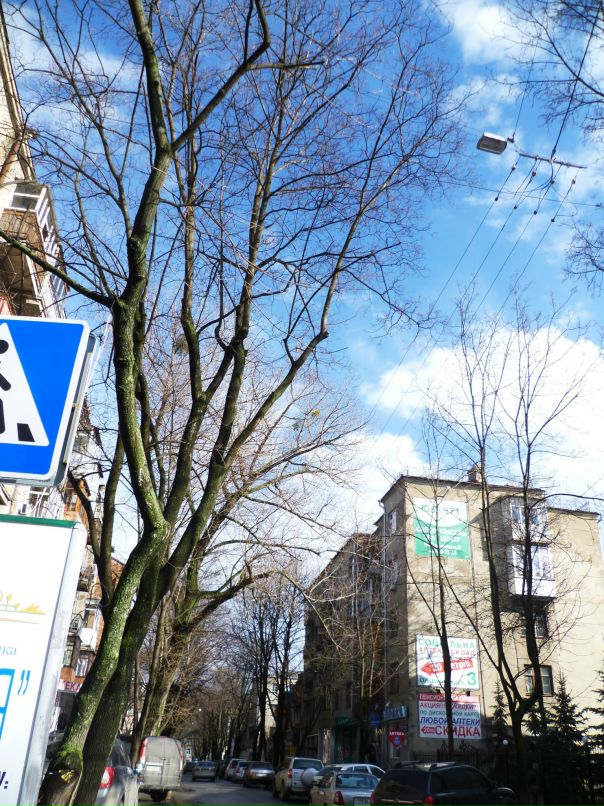 Dragon Fly фотография #31