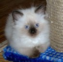 Наталія Кухаревич фотография #12 (источник - https://vk.com/id160824860)