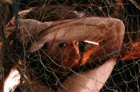 Фотография Максимовой-Сануковой Дианы