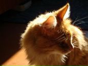 Фотография Шкуропат Галины