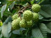 Фотография Sirin Родники