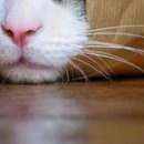 Аня Шит фотография #20 (источник - https://vk.com/id94290958)