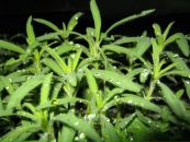 Оля Павліченко фотография #24 (источник - https://vk.com/id80105642)