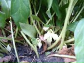 Світлана Дуб фотография #32 (источник - https://vk.com/id37214133)