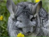 Фотография Котляровой Екатерины