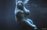 Фотография Никулина Михаила