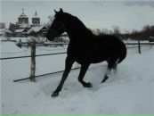 Фотография Богдановой Елены